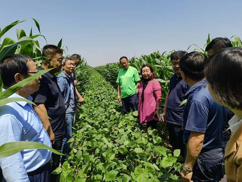 国家大豆玉米带状复合种植交叉调研和巡回指导组莅临我市调研指导 国家大豆玉米带状复合种植交叉调研和巡回指导组莅临我市调研指导