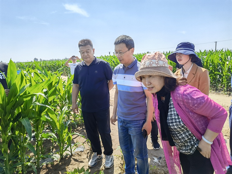 国家大豆玉米带状复合种植交叉调研和巡回指导组莅临我市调研指导 国家大豆玉米带状复合种植交叉调研和巡回指导组莅临我市调研指导